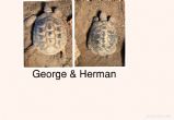 Hermanns : Both Male approx 28 years old (George & Herman)